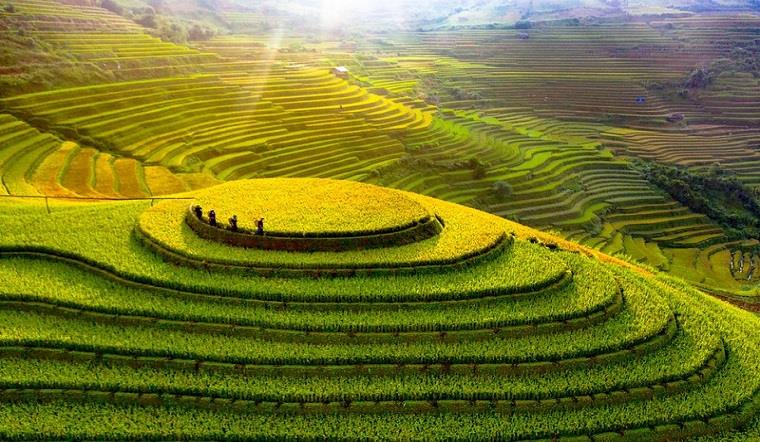 Rizières en terrasse du Vietnam: escaliers vers le paradis